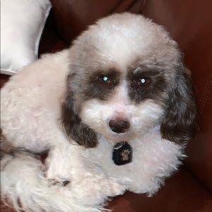 Meet your Posher, Judith